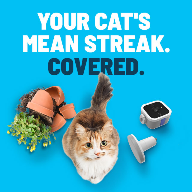 cat's mean streak